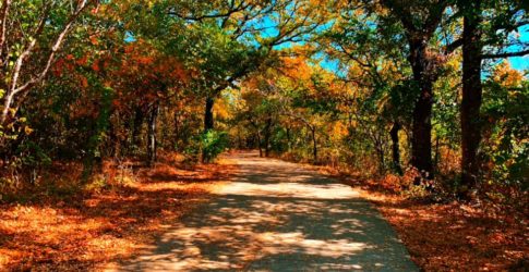Image of Family Friendly Plano Bucket List