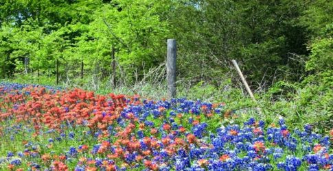 Image of Plano Bluebonnet Sightings
