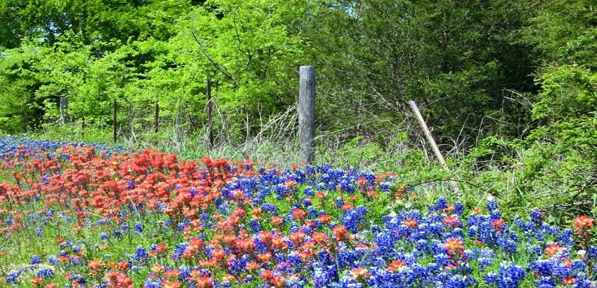 bluebonnets