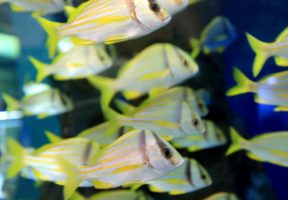 Image of Children’s Aquarium at Fair Park