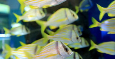 Image of Children’s Aquarium at Fair Park