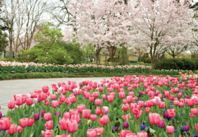 Image of Dallas Arboretum and Botanical Gardens