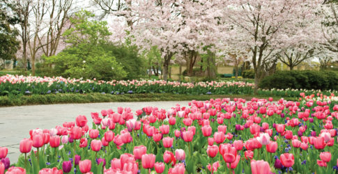 Image of Dallas Arboretum and Botanical Gardens