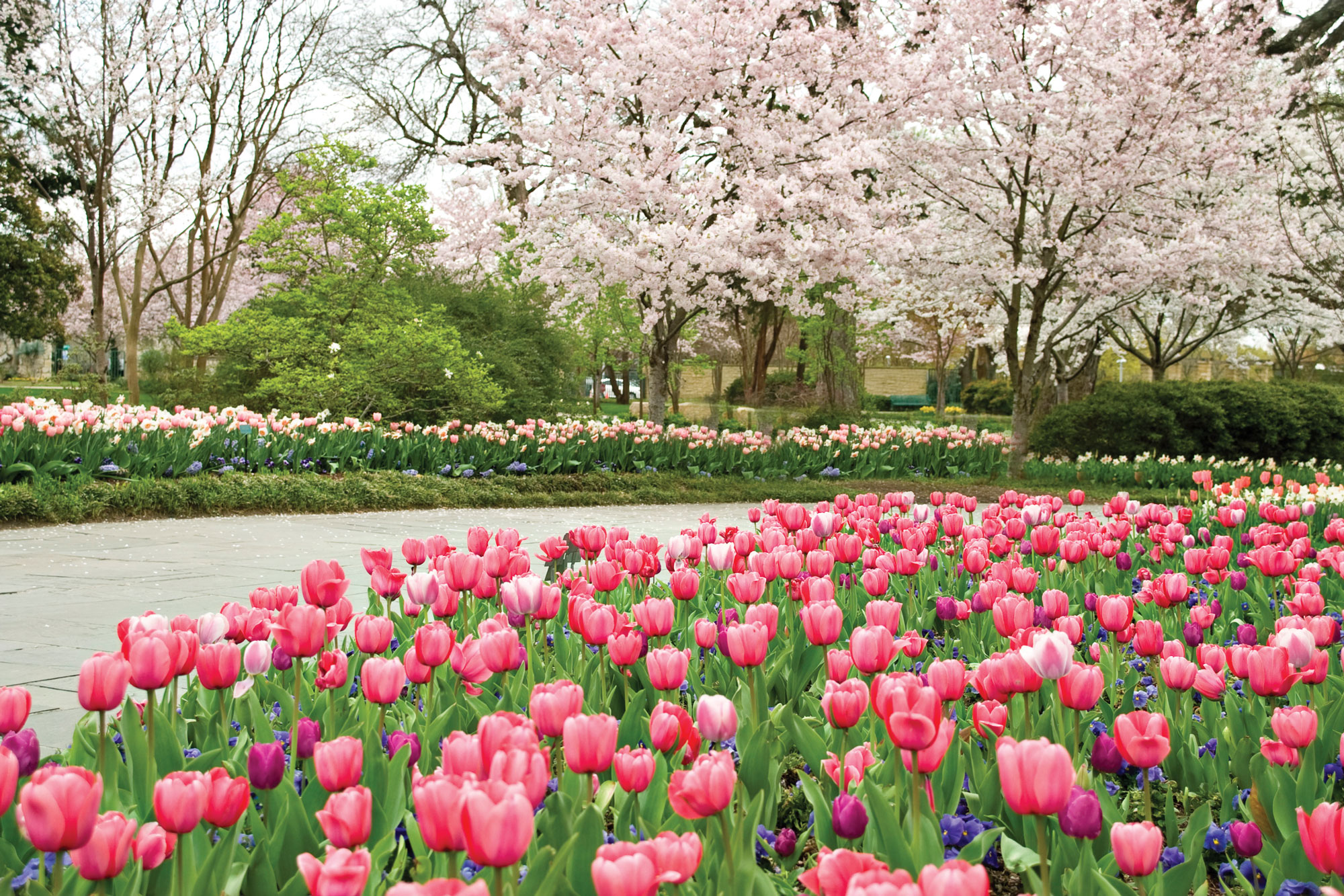 dallas arboretum tour