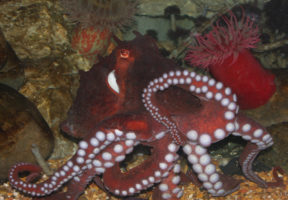Imagem do Dallas World Aquarium and Rainforest