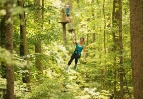 Immagine di Go Ape Treetop Adventure Course