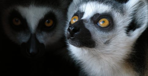 Heard Natural Science Museum and Wildlife Sanctuary Image of Heard Natural Science Museum and Wildlife Sanctuary