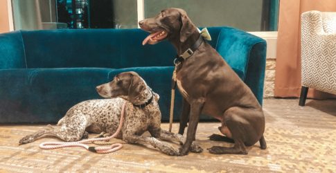 Image of A Dog Owner’s Guide To Preparing For A Plano Vacation