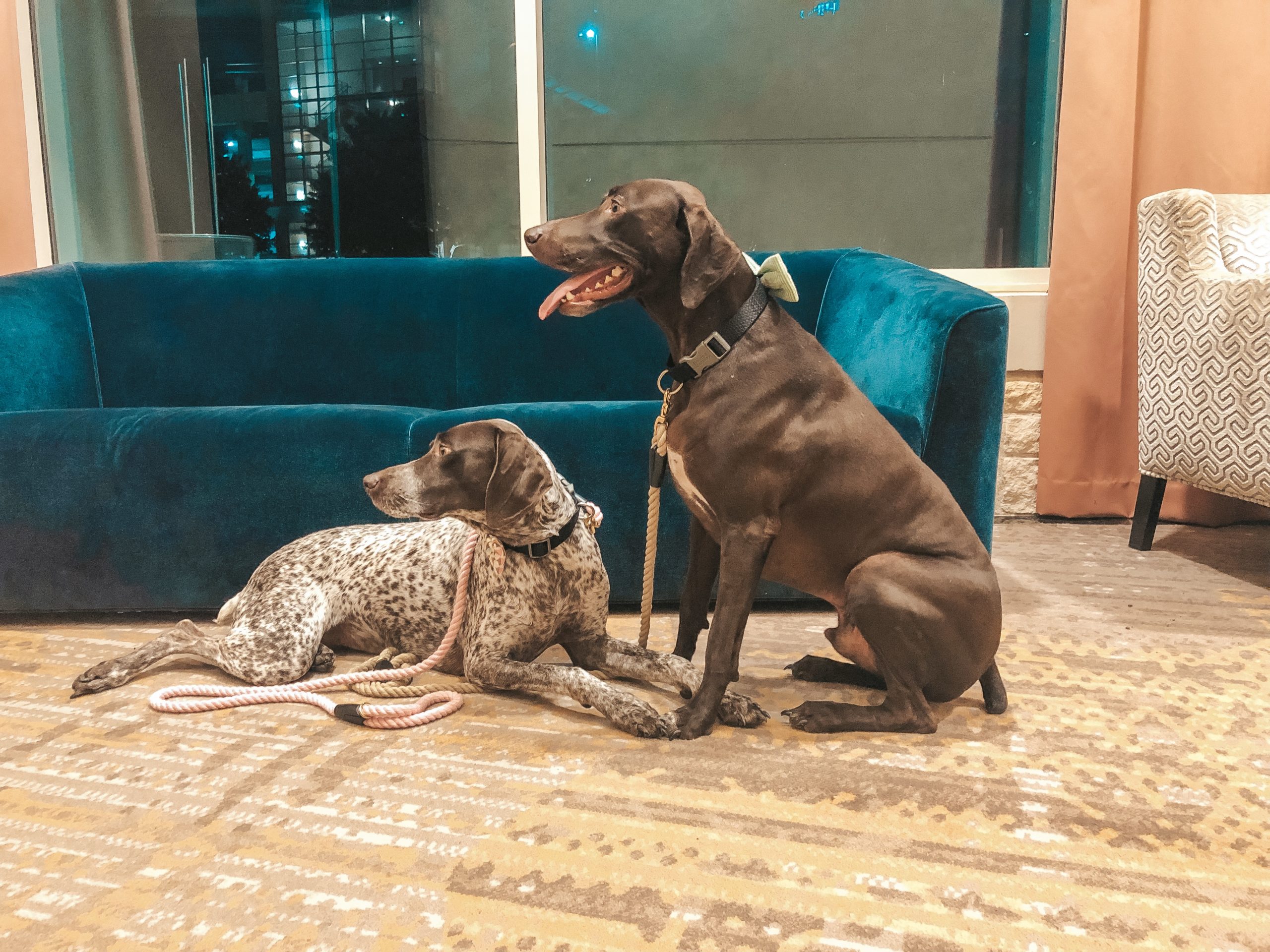 Dog Friendly hotels in Plano