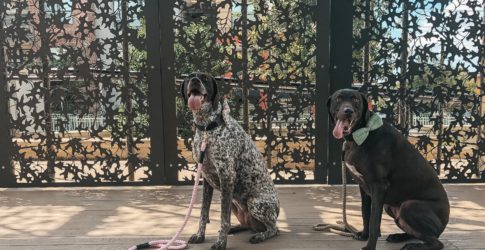 Image of Oh, The Places You’ll Go Visiting Dog-Friendly Plano