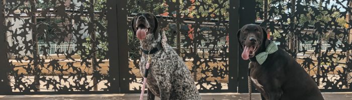 Oh, The Places You'll Go Visiting Dog-Friendly Plano