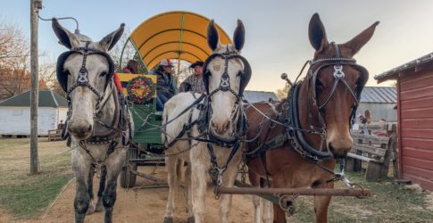 Image of Celebrating the Holidays in Plano, TX