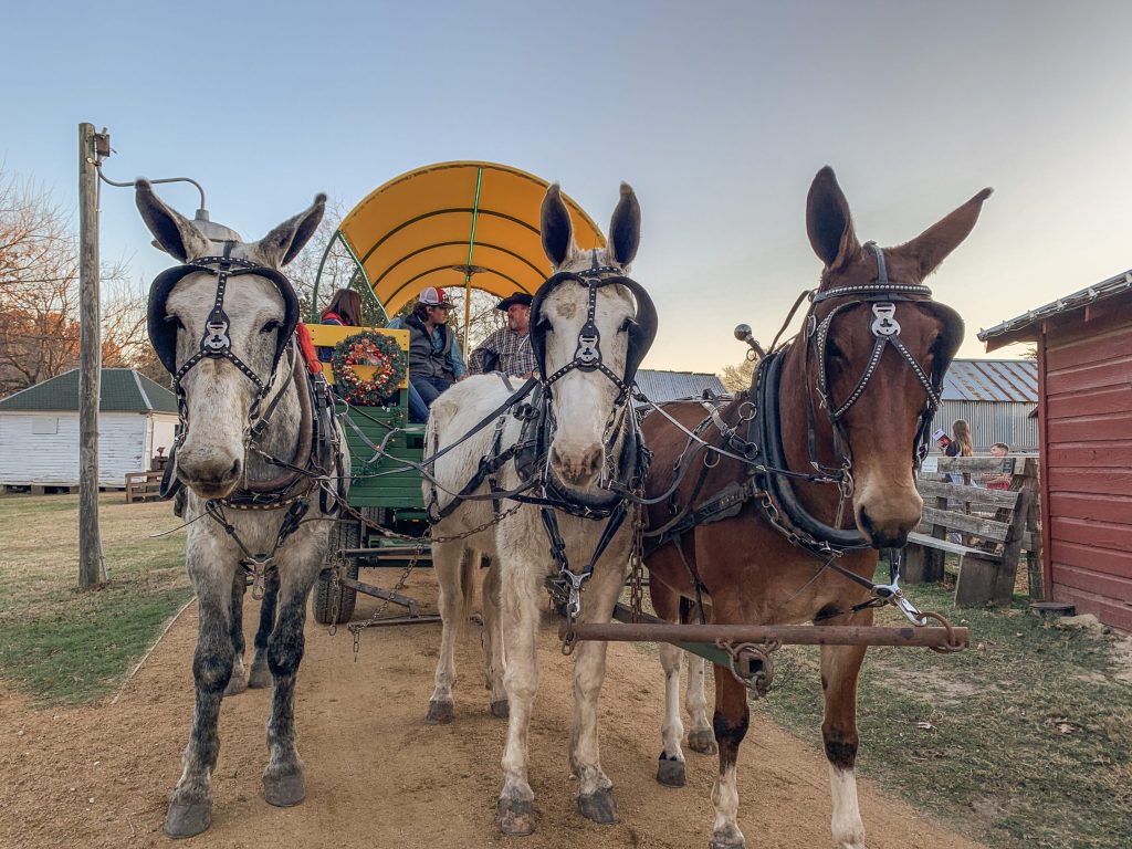 The holidays in Plano_Horses at Lantern Light by Madi Scott