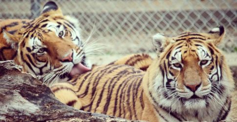 Image of In-Sync Exotics Wildlife Rescue & Educational Center