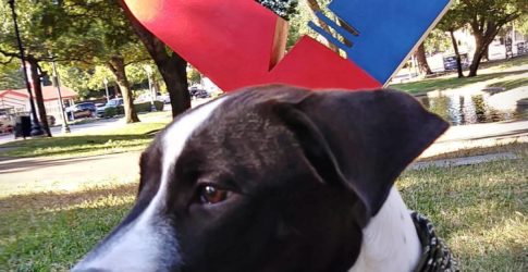 Image of Jack Carter Dog Park