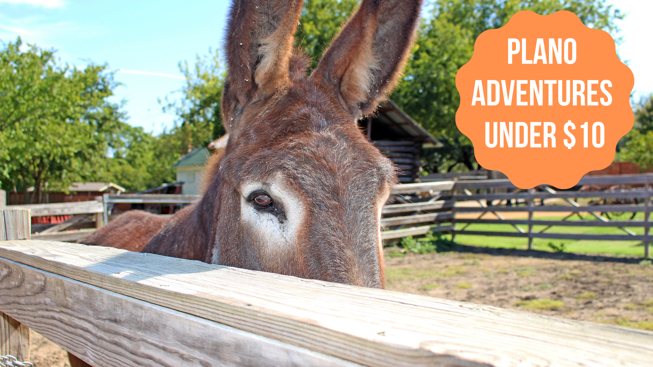Plano Adventures Under $10 with Heritage Farmstead Museum donkey