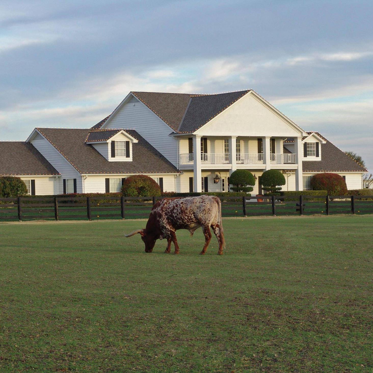 Southfork house & steer