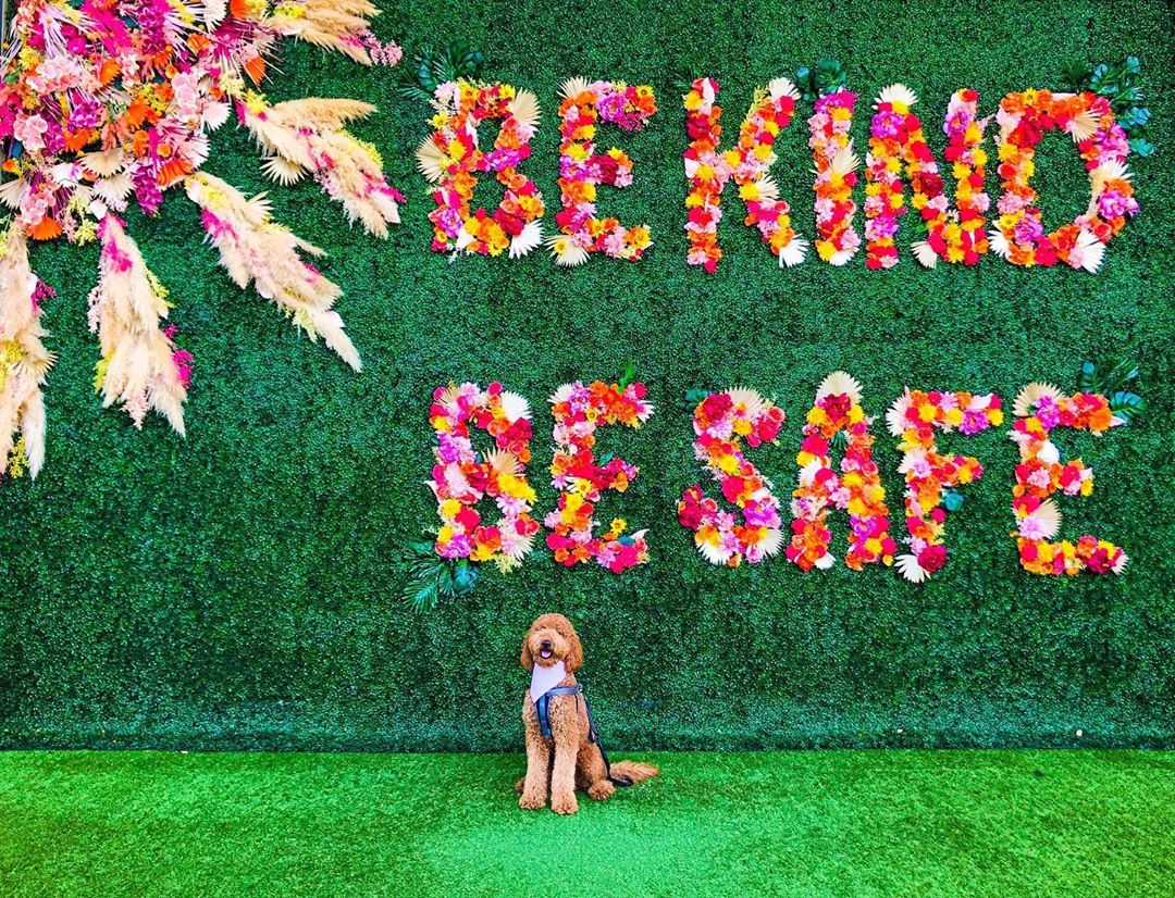 Be Kind Be Safe in Plano backdrop at Legacy West
