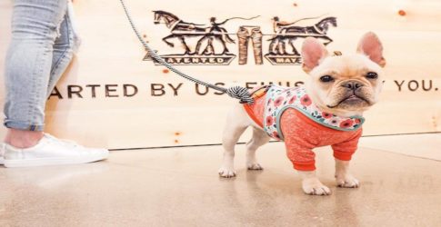 Image of Pet-Friendly Plano Hotels
