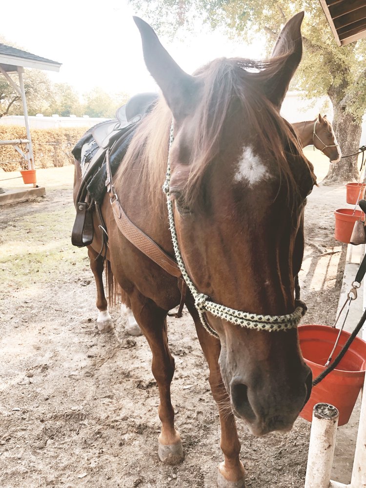 Horse named "Red" at Southfork Ranch