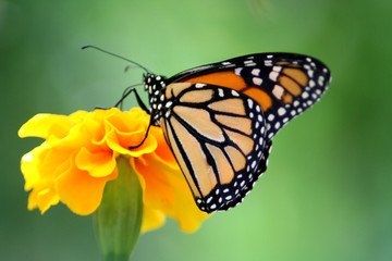 Butterfly Adobe Stock Photo
