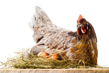 Chicken & Eggs Adobe Stock Photo