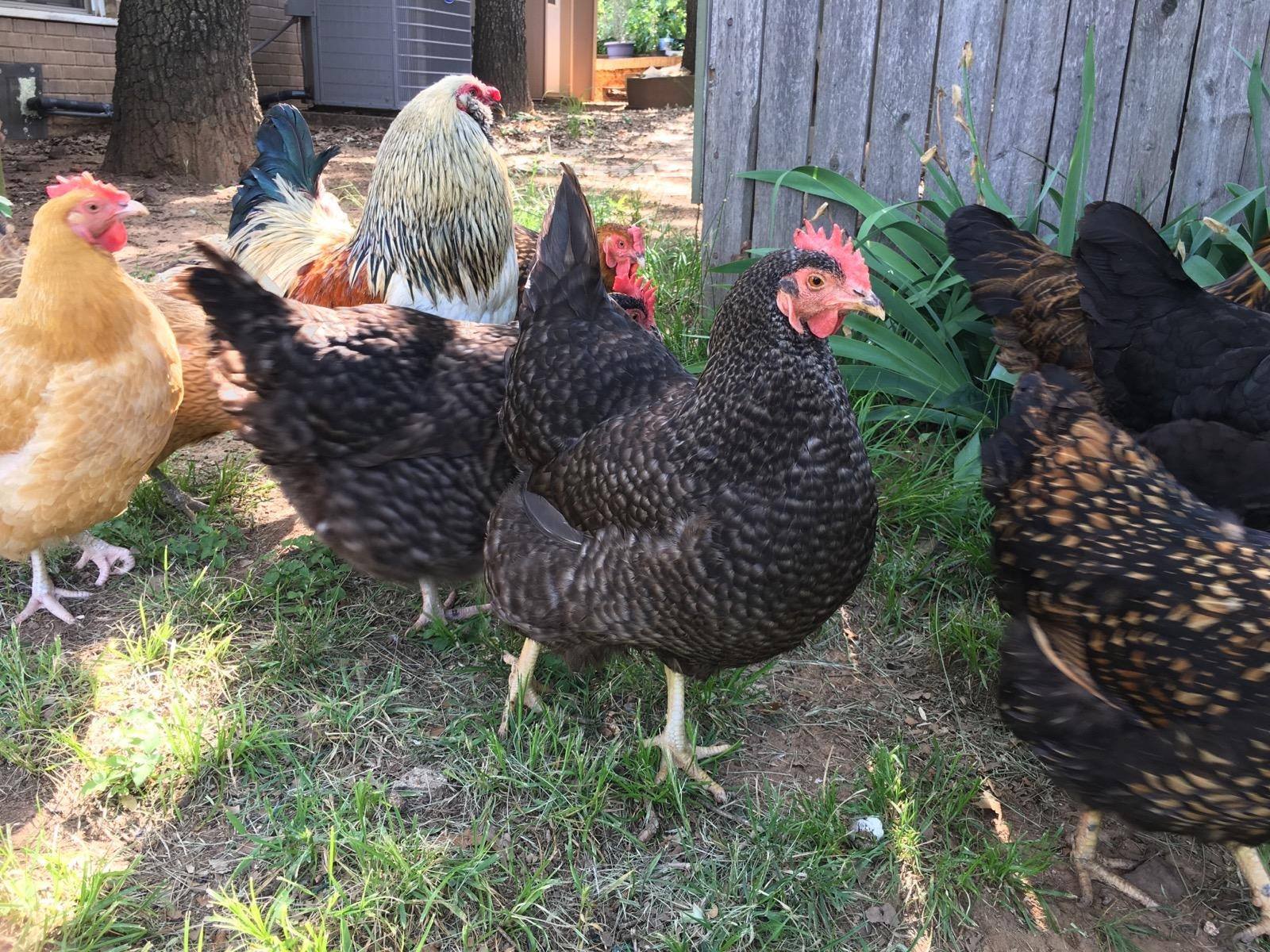 Chickens Adobe Stock Photo