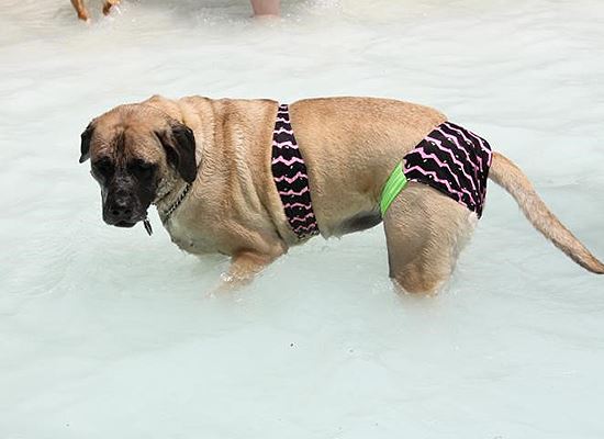 K 9 Kerplunk Dog swimming