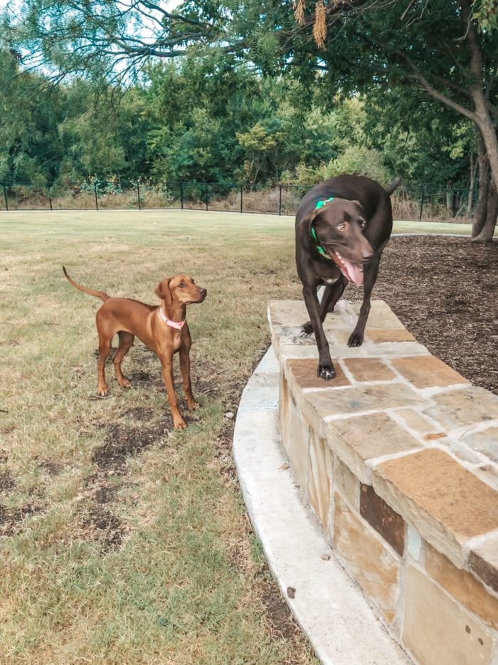 Dogs at Park