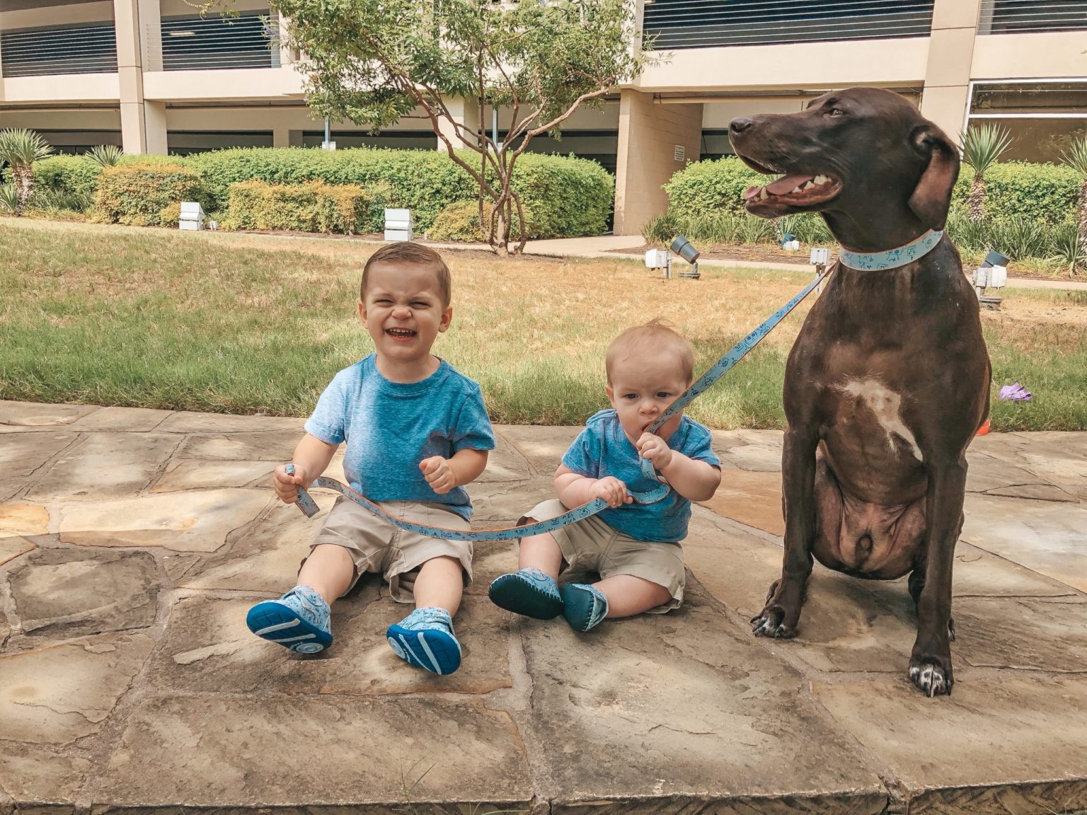 Oh, The Places You'll Go Visiting DogFriendly Plano Plano Insider