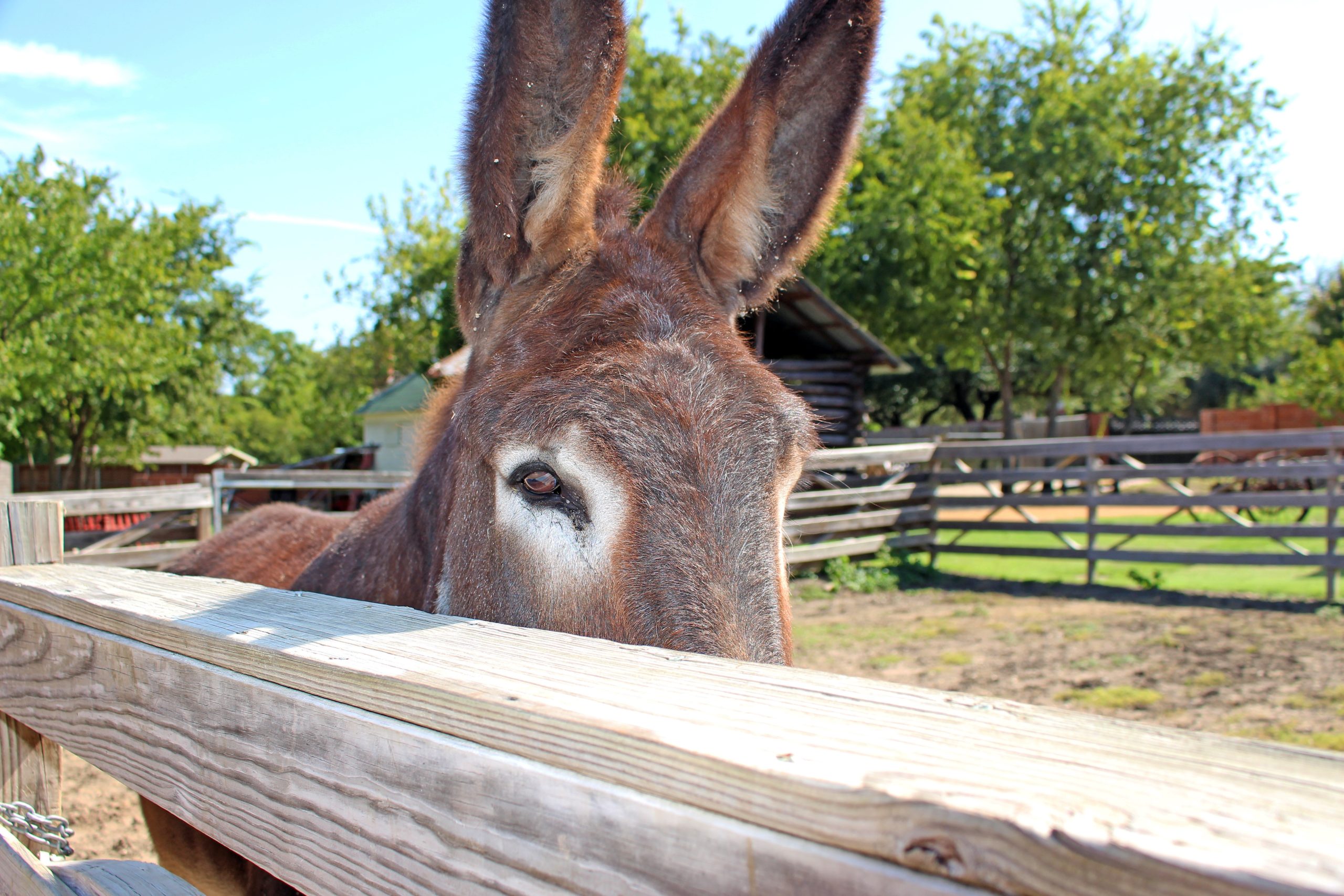 20 Top Things to Do in Plano - Heritage Farmstead