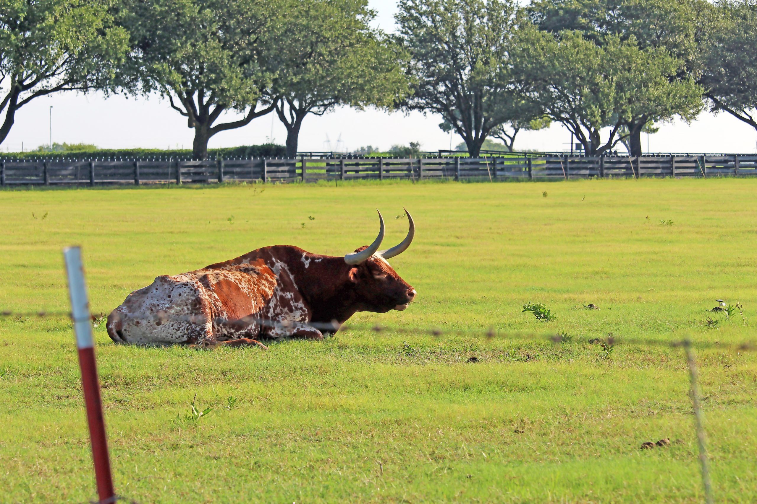 Longhorns at Southfork Ranch