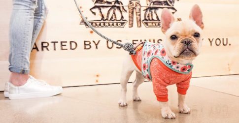 Image of Plano Pet-Friendly Restaurant Patios
