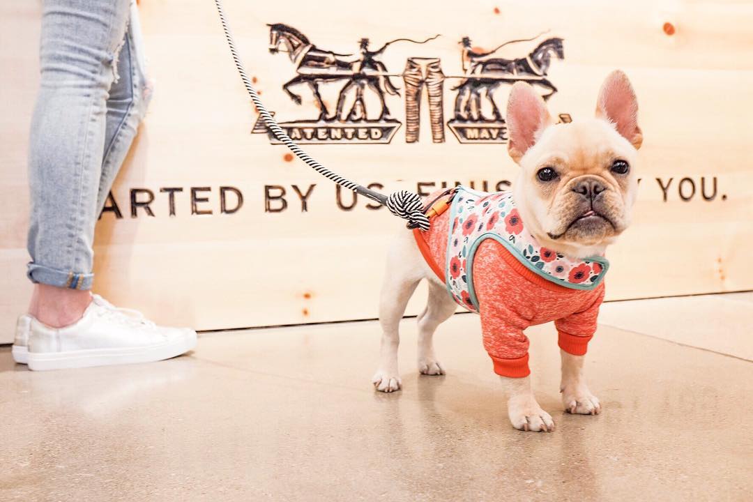 pet-friendly restaurant patio