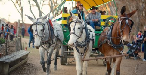 Image of Safe Plano Holiday Events 2020