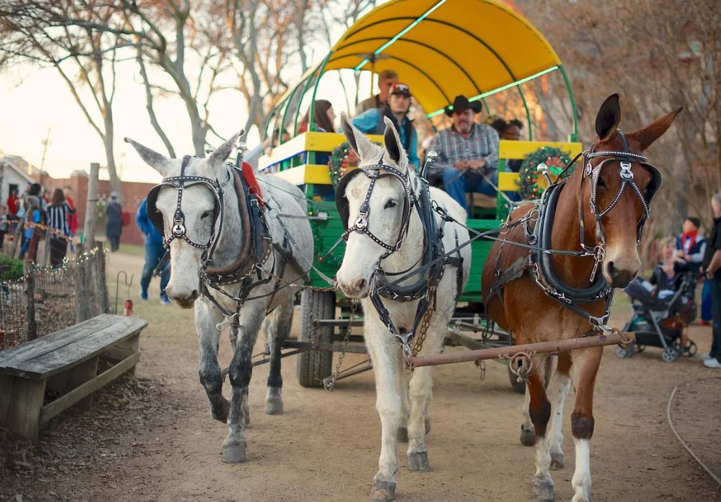 Holiday event at Heritage Farmstead Museum Texas Prairie Christmas
