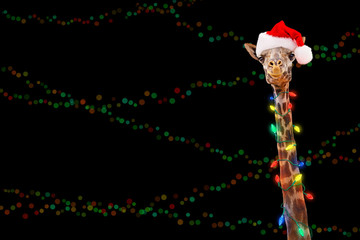 Dallas Zoo Lights A Drive Thru Experience