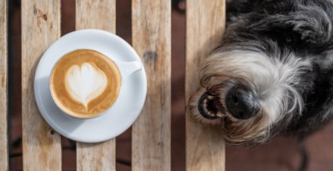 Image of Dog Friendly Plano