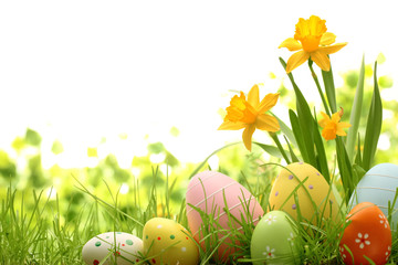 Easter Flowers with Eggs Adobe Stock Photo