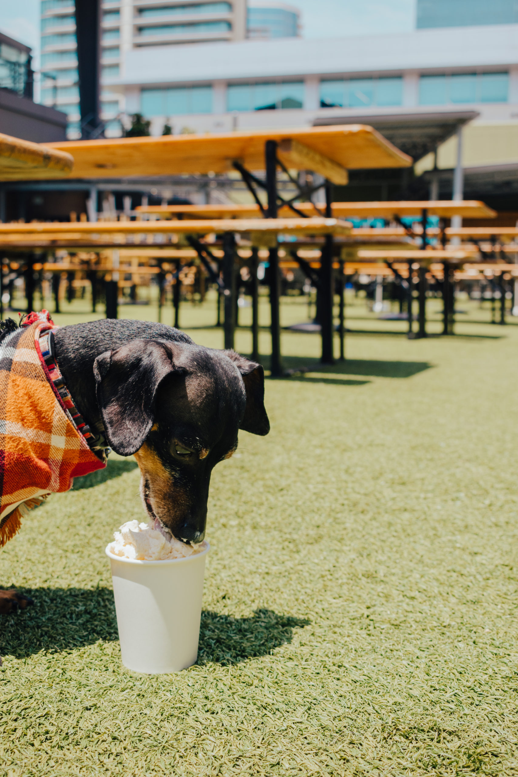 Pup at Legacy Hall Box Garden