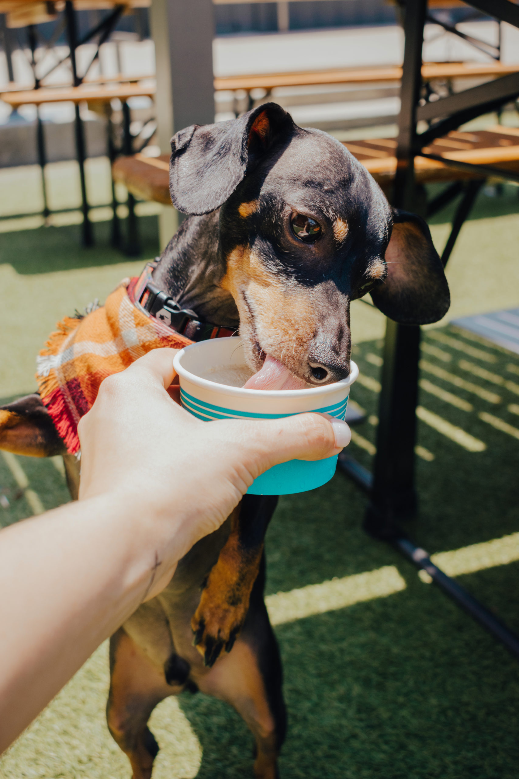 Pup at Legacy Hall Box Garden eating a puppuccino