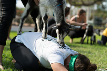 Goat Yoga Adobe Stock Photo
