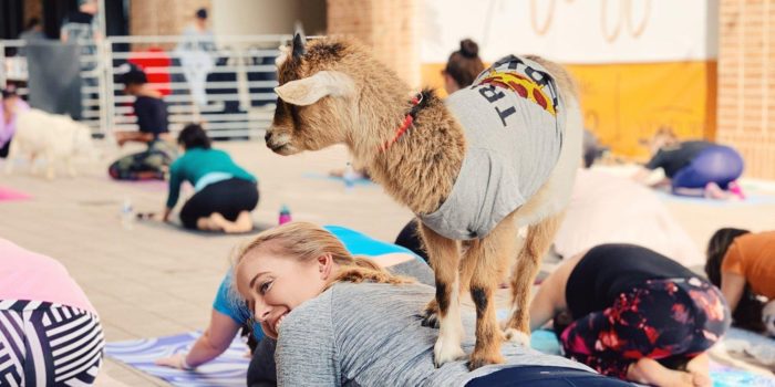 Valentines Goat Yoga 2022 Facebook Image