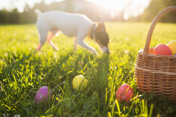 Dog hunting Easter eggs Adobe Stock Photo