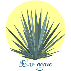 Blue Agave Tequila Adobe Stock Photo