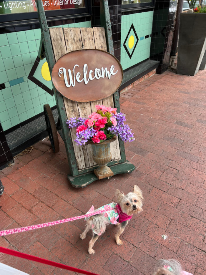 Dogs scoping out downtown Plano