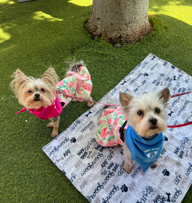 Spoil Your Pets with a PetFriendly Vacation in Plano, Texas Plano