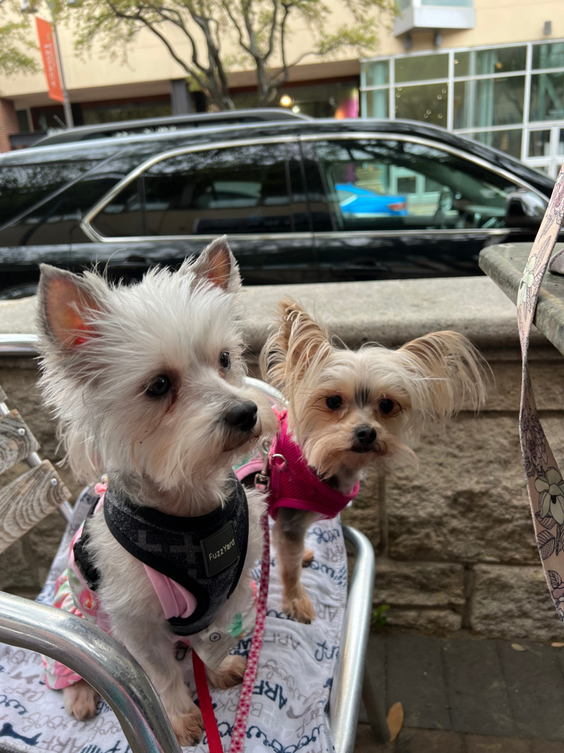 Dogs at Main Street Bakery at Shops at Legacy