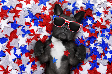 Patriotic Pup Adobe Stock Photo