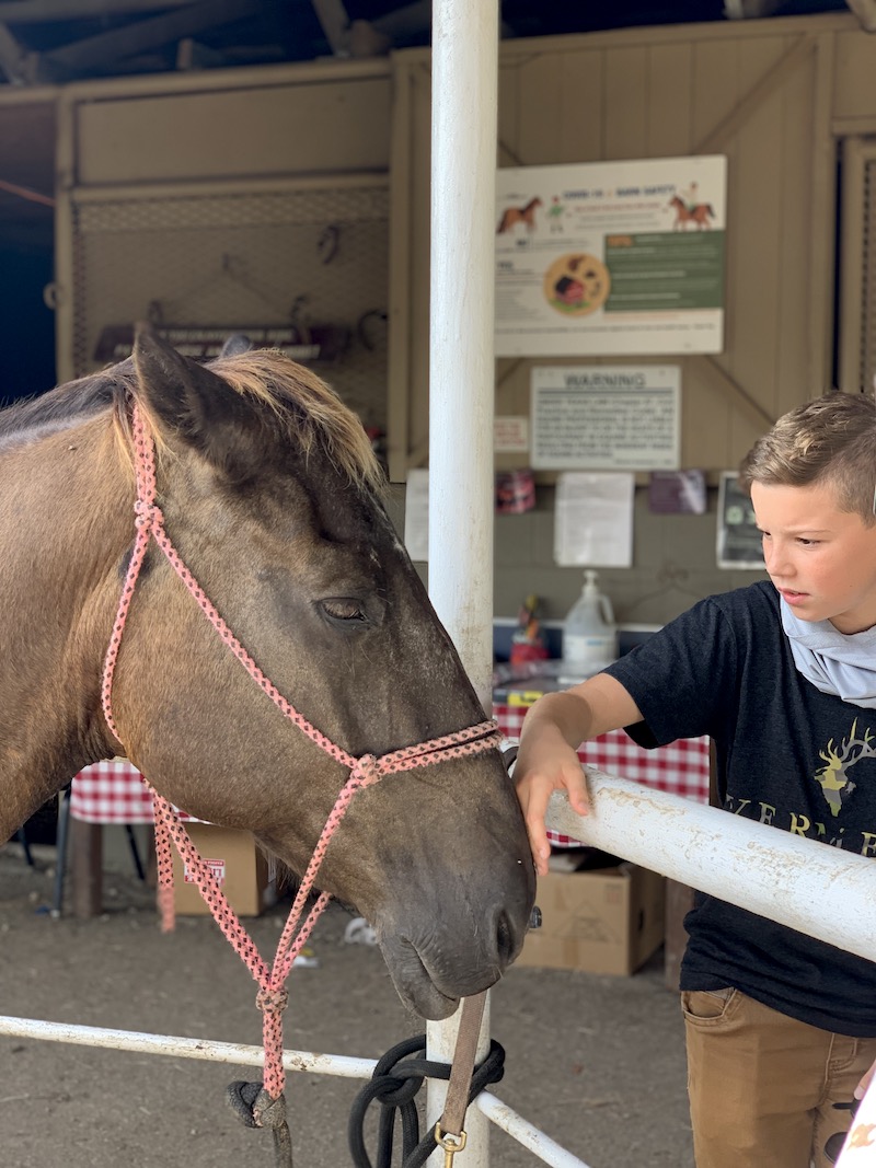 Kid petting horse at Southfork Ranch near Plano, TX